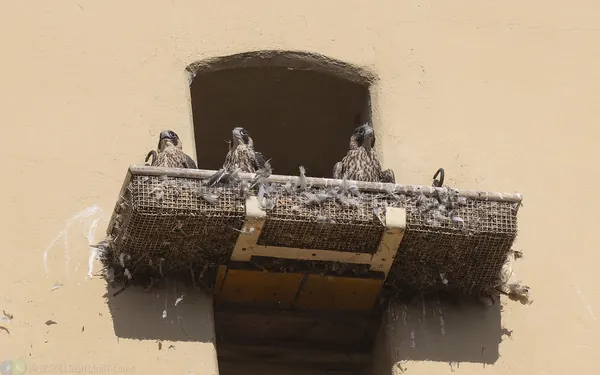 遊隼 Peregrine Falcon