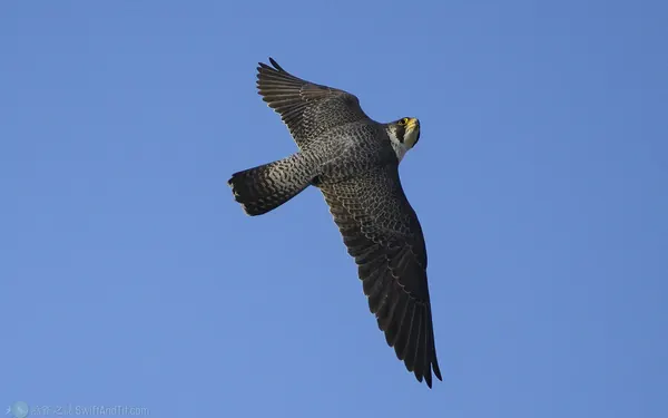 遊隼 Peregrine Falcon