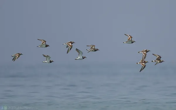 翻石鷸 Ruddy Turnstone