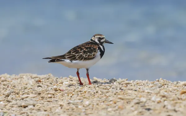翻石鷸 Ruddy Turnstone
