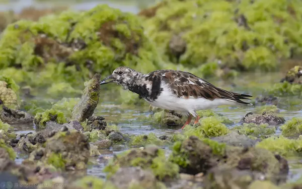 翻石鷸 Ruddy Turnstone