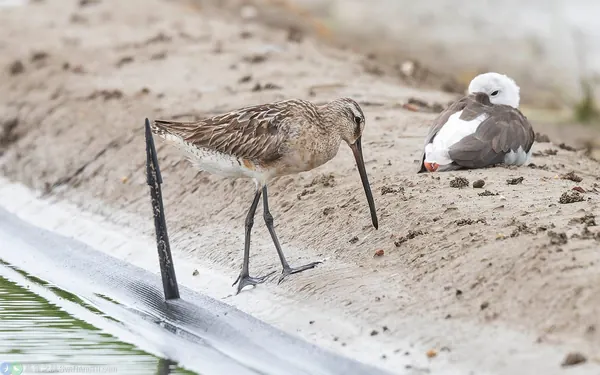 半蹼鷸 Asian Dowitcher