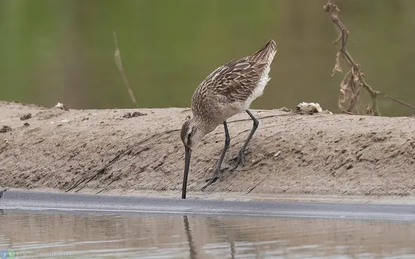 半蹼鷸 Asian Dowitcher