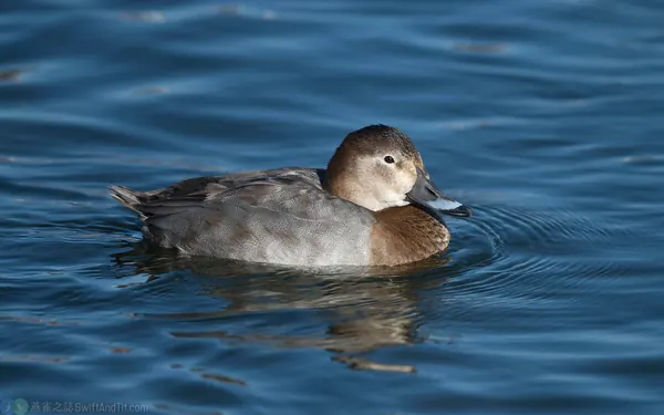 紅頭潛鴨 Common Pochard