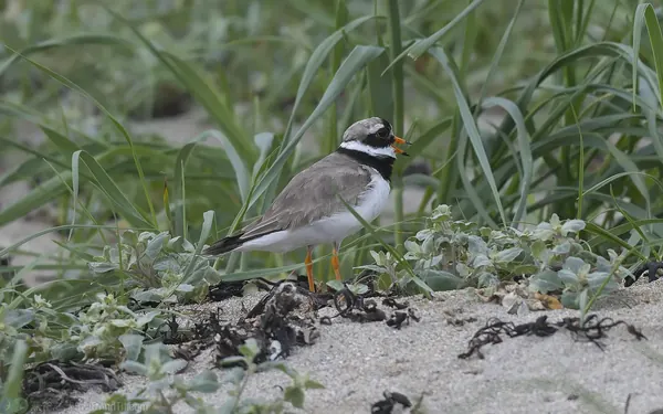 環頸鴴 Common Ringed Plover