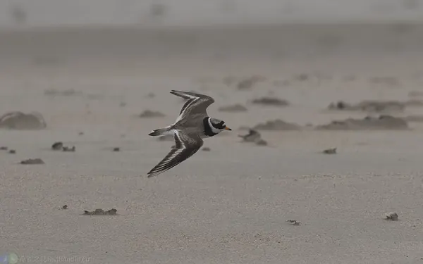 環頸鴴 Common Ringed Plover
