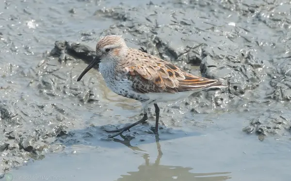 黑腹濱鷸 Dunlin