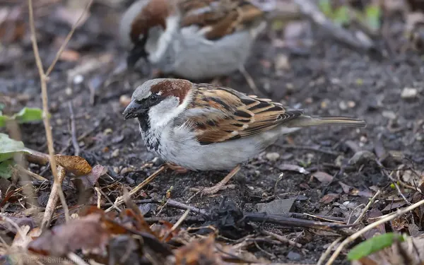 家麻雀 House Sparrow