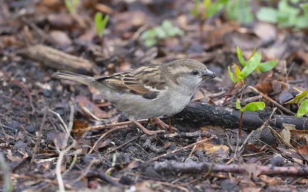家麻雀 House Sparrow