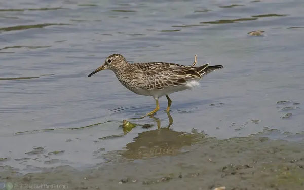 美洲尖尾濱鷸 Pectoral Sandpiper