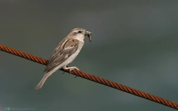 山麻雀 Russet Sparrow 雌鳥