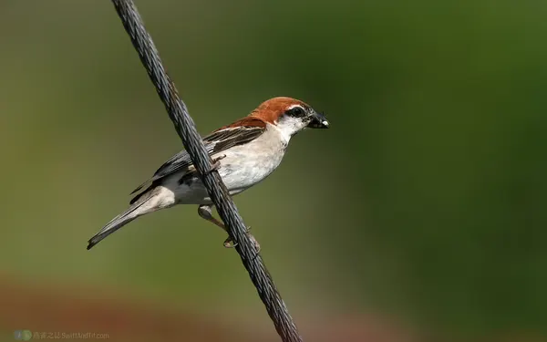 家麻雀 House Sparrow