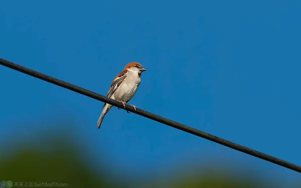 山麻雀 Russet Sparrow 雄鳥