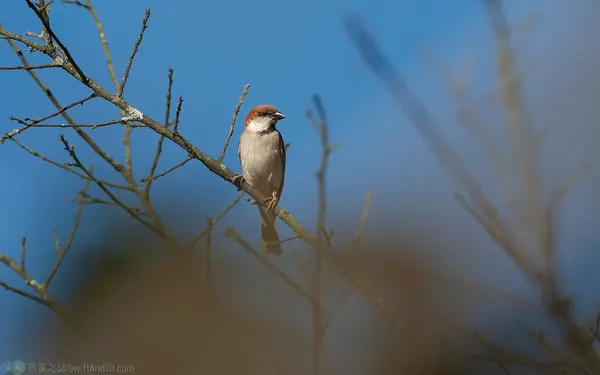 山麻雀 Russet Sparrow 雄鳥