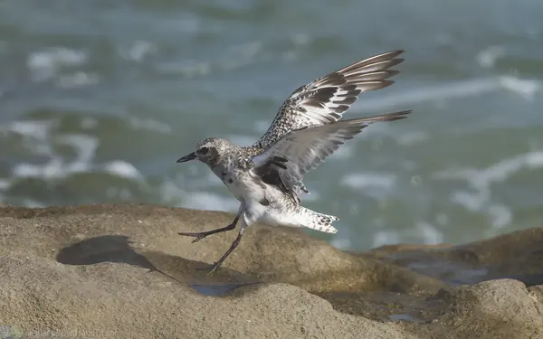 Black-bellied Plover 灰斑鴴