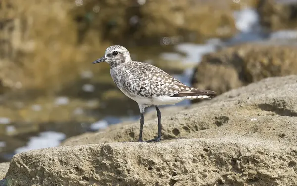 Black-bellied Plover 灰斑鴴