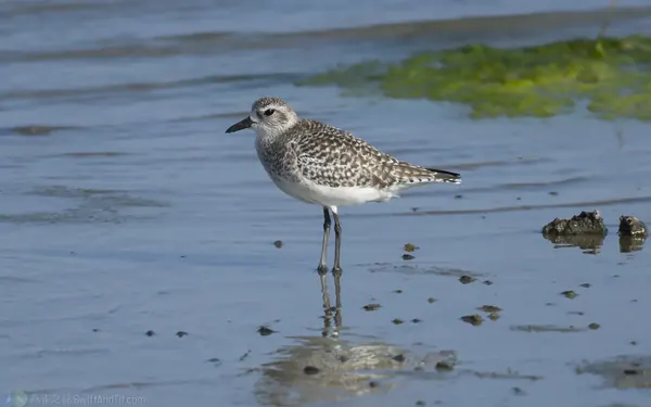 Black-bellied Plover 灰斑鴴