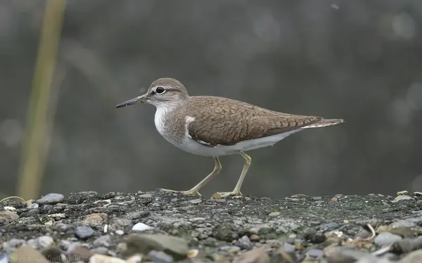 磯鷸 Common Sandpiper