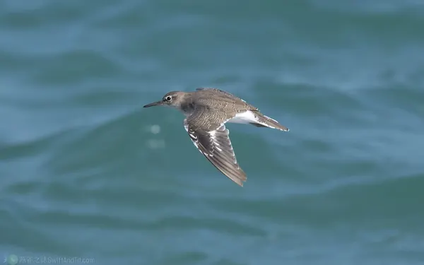 磯鷸 Common Sandpiper