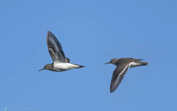 磯鷸 Common Sandpiper 飛行