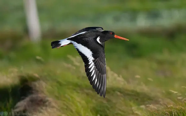 蠣鴴 Eurasian Oystercatcher