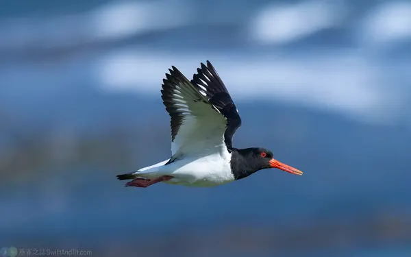 蠣鴴 Eurasian Oystercatcher