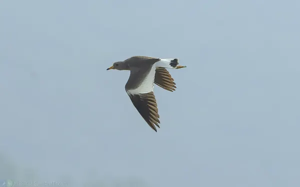 跳鴴 Gray-headed Lapwing
