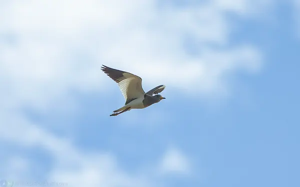 跳鴴 Gray-headed Lapwing