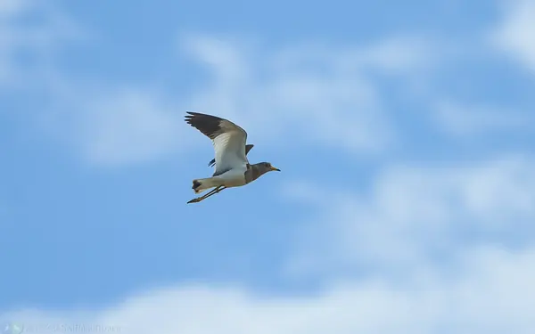 跳鴴 Gray-headed Lapwing