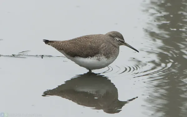 白腰草鷸 Green Sandpiper