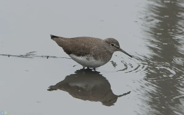 白腰草鷸 Green Sandpiper