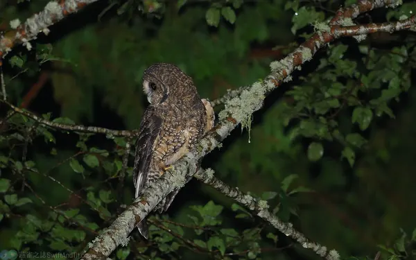 東方灰林鴞 Himalayan Owl