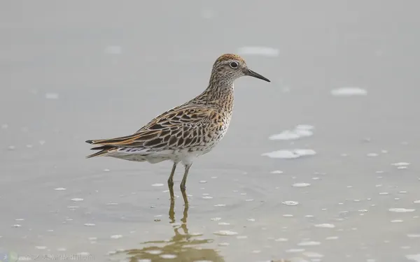 尖尾濱鷸 Sharp-tailed Sandpiper