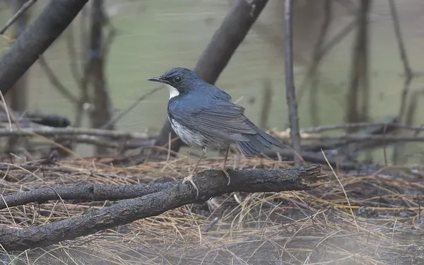 藍歌鴝 Siberian Blue Robin