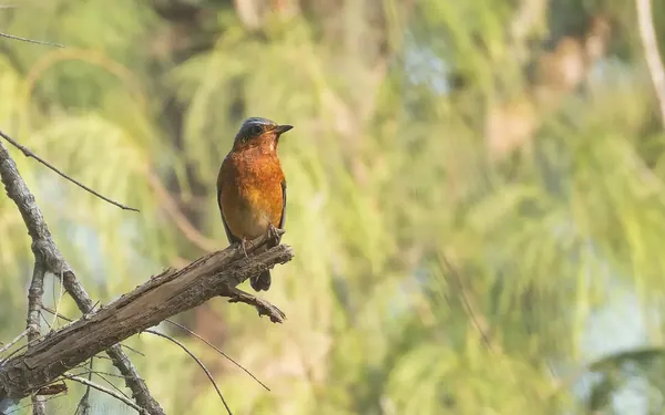 白喉磯鶇 White-throated Rock-thrush