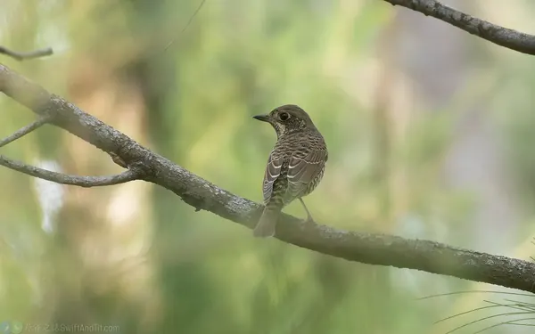 白喉磯鶇 White-throated Rock-thrush