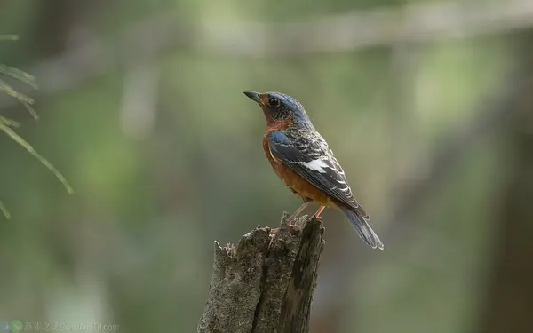 白喉磯鶇 White-throated Rock-thrush