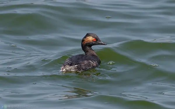 黑頸鷿鷉 Black-necked Grebe 繁殖羽 Breeding Plumage