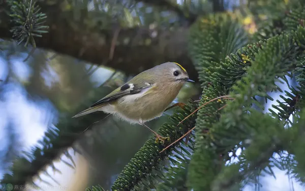 戴菊鳥 (指名亞種 R. r. regulus ) 頭頂中央有黃色的冠羽。