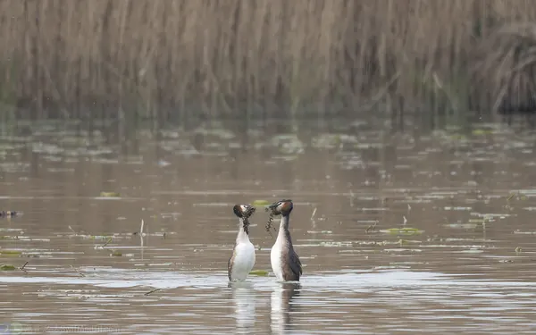 冠鷿鷉 Great Crested Grebe