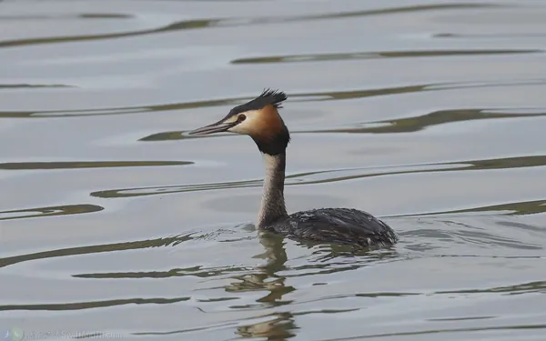 冠鷿鷉 繁殖羽
Great Crested Grebe Breeding Plumage