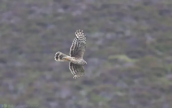 灰澤鵟 雌鳥 Hen Harrier Female