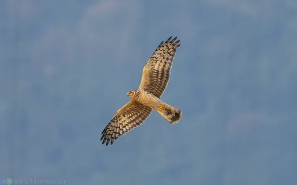 灰澤鵟 雌幼鳥 Hen Harrier Female Juv
