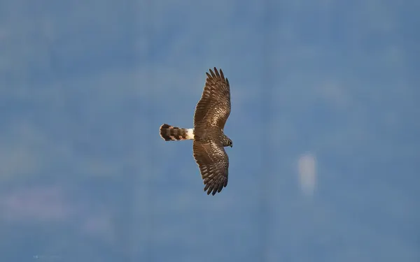 灰澤鵟 Hen Harrier 幼鳥