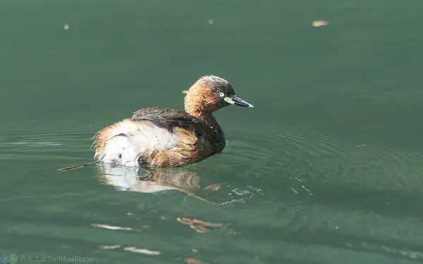 小鷿鷉 Little Grebe