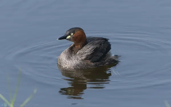 小鷿鷉 Little Grebe