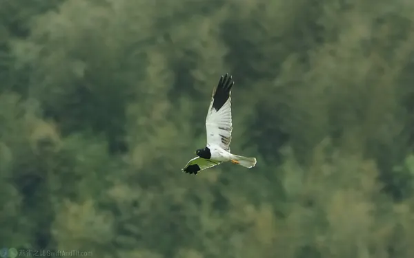 花澤鵟 Pied Harrier