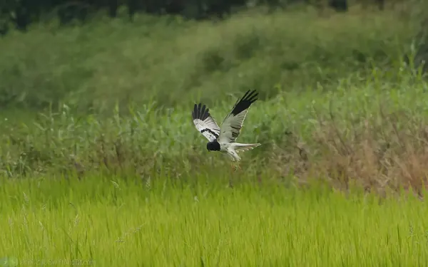 花澤鵟 Pied Harrier