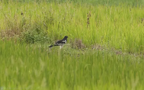 花澤鵟 Pied Harrier