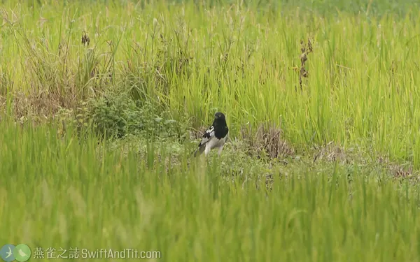 花澤鵟 Pied Harrier